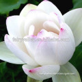 Bowl Lotus Flower Seed For Growing High Germination Rate Above 98%
